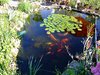 mini-fische 06-2007